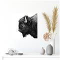 Picture of Buffalo Head _GroupedProduct_Square_Photography _GroupedProduct_Square_Unframed_Print_Only_
