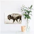 Picture of Buffalo March _GroupedProduct_Rectangle_Landscape_Photography _GroupedProduct_Rectangle_Landscape_Unframed_Print_Only_