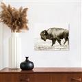Picture of Buffalo March _GroupedProduct_Rectangle_Landscape_Photography _GroupedProduct_Rectangle_Landscape_Unframed_Print_Only_