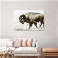 Picture of Buffalo March _GroupedProduct_Rectangle_Landscape_Photography _GroupedProduct_Rectangle_Landscape_Unframed_Print_Only_