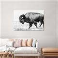 Picture of Buffalo March _GroupedProduct_Rectangle_Landscape_Photography _GroupedProduct_Rectangle_Landscape_Unframed_Print_Only_