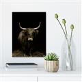 Picture of Dixie, the Bull II _GroupedProduct_Rectangle_Portrait_Photography _GroupedProduct_Rectangle_Portrait_Unframed_Print_Only_