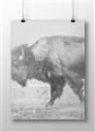 Picture of Buffalo March _GroupedProduct_Rectangle_Landscape_Photography _GroupedProduct_Rectangle_Landscape_Unframed_Print_Only_