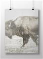 Picture of Buffalo March _GroupedProduct_Rectangle_Landscape_Photography _GroupedProduct_Rectangle_Landscape_Unframed_Print_Only_