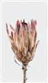 Picture of Dried Flower II _GroupedProduct_Rectangle_Portrait_Photography _GroupedProduct_Rectangle_Portrait_Unframed_Print_Only_
