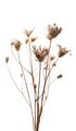 Picture of Dried Flower III  _GroupedProduct_Rectangle_Portrait_Photography _GroupedProduct_Rectangle_Portrait_Unframed_Print_Only_