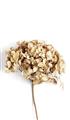Picture of Dried Hydrangea _GroupedProduct_Rectangle_Portrait_Photography _GroupedProduct_Rectangle_Portrait_Unframed_Print_Only_