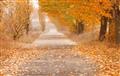 Picture of Falling Leaves  _GroupedProduct_Rectangle_Landscape_Photography _GroupedProduct_Rectangle_Landscape_Unframed_Print_Only_