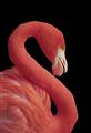 Picture of Flamingo Flame _GroupedProduct_Rectangle_Portrait_Photography _GroupedProduct_Rectangle_Portrait_Unframed_Print_Only_