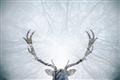 Picture of Forest Stag _GroupedProduct_Rectangle_Landscape_Photography _GroupedProduct_Rectangle_Landscape_Unframed_Print_Only_