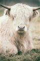 Picture of Furry Cow _GroupedProduct_Rectangle_Portrait_Photography _GroupedProduct_Rectangle_Portrait_Unframed_Print_Only_