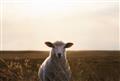 Picture of Grazing Sheep  _GroupedProduct_Rectangle_Landscape_Photography _GroupedProduct_Rectangle_Landscape_Unframed_Print_Only_
