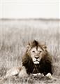 Picture of Lion Stare _GroupedProduct_Rectangle_Portrait_Photography _GroupedProduct_Rectangle_Portrait_Unframed_Print_Only_