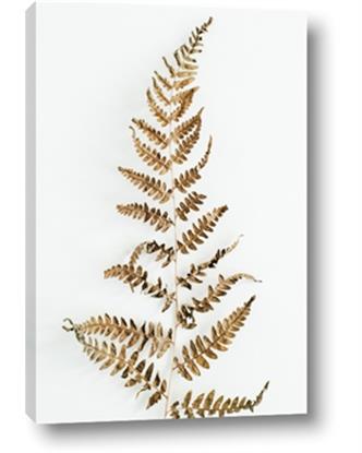 Picture of Dried Fern Leaf