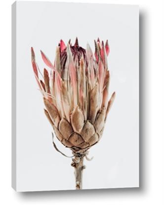 Picture of Dried Flower II