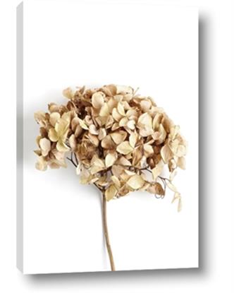 Picture of Dried Hydrangea