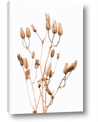 Picture of Dried Lilies