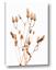 Picture of Dried Lilies