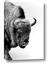 Picture of Buffalo Bill