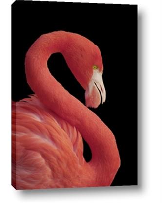 Picture of Flamingo Flame