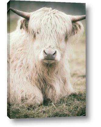 Picture of Furry Cow
