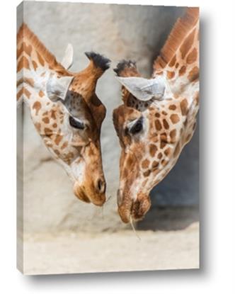 Picture of Giraffe Pals