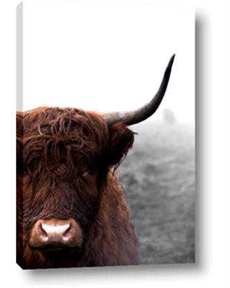 Picture of Highland Cow