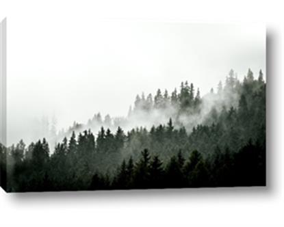 Picture of In the Mist