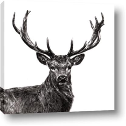 Picture of James, the Stag