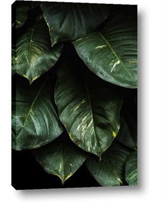 Picture of Jungle Leaves