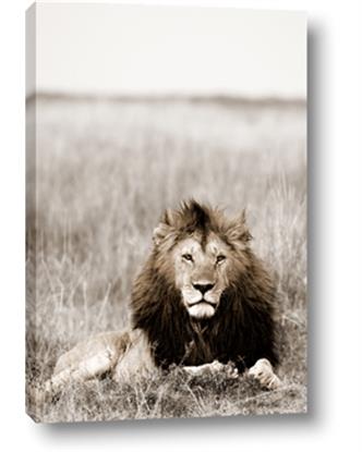 Picture of Lion Stare