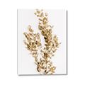 Picture of Dried Eucalyptus   _GroupedProduct_Rectangle_Portrait_Photography _GroupedProduct_Rectangle_Portrait_Canvas_