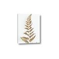 Picture of Dried Fern Leaf  _GroupedProduct_Rectangle_Portrait_Photography _GroupedProduct_Rectangle_Portrait_Canvas_