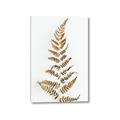 Picture of Dried Fern Leaf  _GroupedProduct_Rectangle_Portrait_Photography _GroupedProduct_Rectangle_Portrait_Canvas_