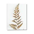 Picture of Dried Fern Leaf  _GroupedProduct_Rectangle_Portrait_Photography _GroupedProduct_Rectangle_Portrait_Canvas_