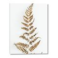 Picture of Dried Fern Leaf  _GroupedProduct_Rectangle_Portrait_Photography _GroupedProduct_Rectangle_Portrait_Canvas_