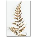 Picture of Dried Fern Leaf  _GroupedProduct_Rectangle_Portrait_Photography _GroupedProduct_Rectangle_Portrait_Canvas_