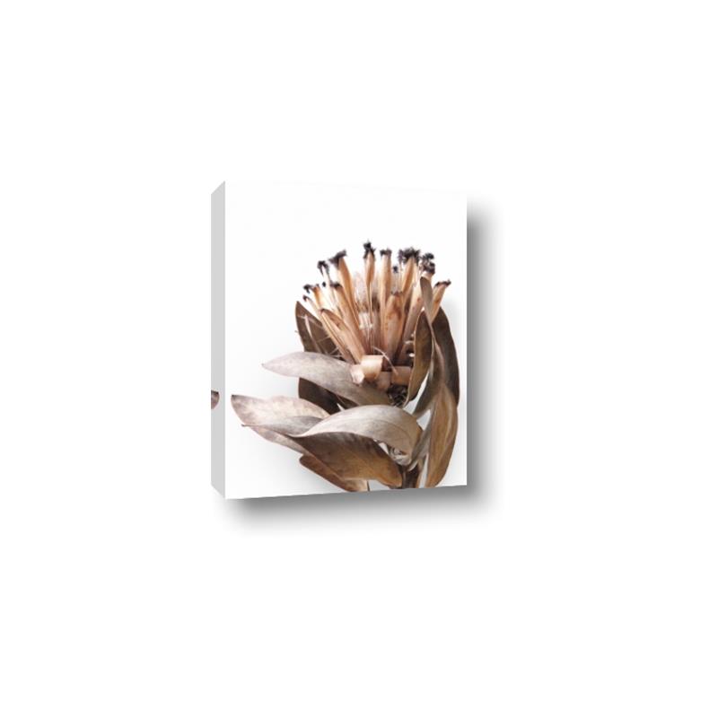 Picture of Dried Flower I  _GroupedProduct_Rectangle_Portrait_Photography _GroupedProduct_Rectangle_Portrait_Canvas_
