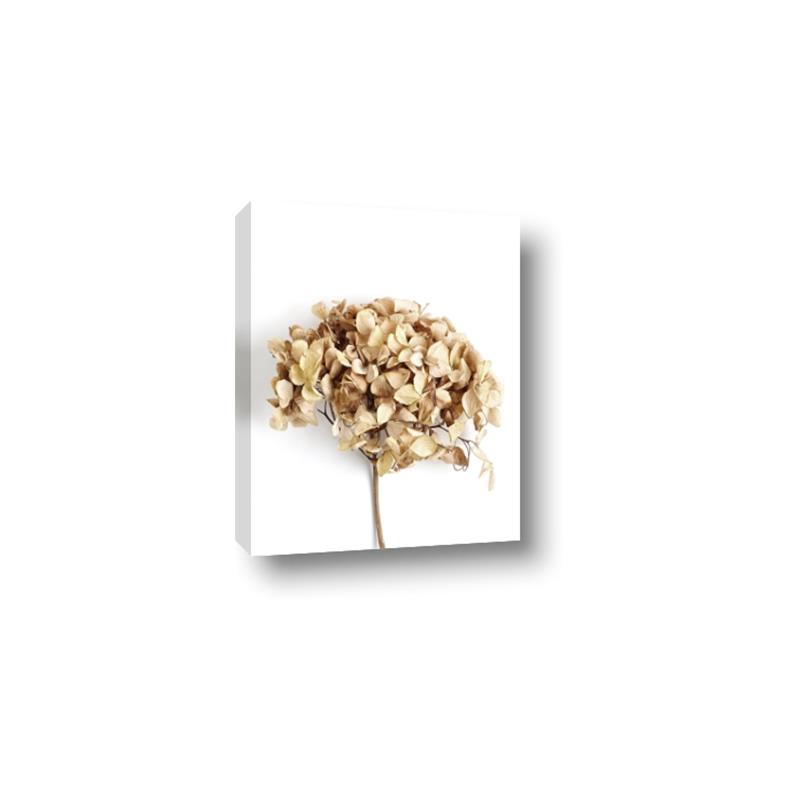 Picture of Dried Hydrangea _GroupedProduct_Rectangle_Portrait_Photography _GroupedProduct_Rectangle_Portrait_Canvas_