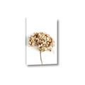 Picture of Dried Hydrangea _GroupedProduct_Rectangle_Portrait_Photography _GroupedProduct_Rectangle_Portrait_Canvas_