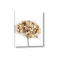 Picture of Dried Hydrangea _GroupedProduct_Rectangle_Portrait_Photography _GroupedProduct_Rectangle_Portrait_Canvas_