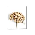 Picture of Dried Hydrangea _GroupedProduct_Rectangle_Portrait_Photography _GroupedProduct_Rectangle_Portrait_Canvas_