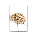 Picture of Dried Hydrangea _GroupedProduct_Rectangle_Portrait_Photography _GroupedProduct_Rectangle_Portrait_Canvas_