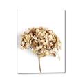 Picture of Dried Hydrangea _GroupedProduct_Rectangle_Portrait_Photography _GroupedProduct_Rectangle_Portrait_Canvas_