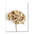 Picture of Dried Hydrangea _GroupedProduct_Rectangle_Portrait_Photography _GroupedProduct_Rectangle_Portrait_Canvas_
