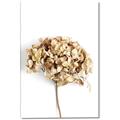 Picture of Dried Hydrangea _GroupedProduct_Rectangle_Portrait_Photography _GroupedProduct_Rectangle_Portrait_Canvas_