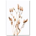 Picture of Dried Lilies  _GroupedProduct_Rectangle_Portrait_Photography _GroupedProduct_Rectangle_Portrait_Canvas_