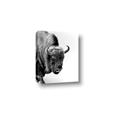 Picture of Buffalo Bill _GroupedProduct_Rectangle_Portrait_Photography _GroupedProduct_Rectangle_Portrait_Canvas_