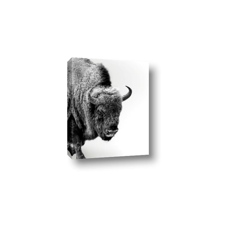 Picture of Buffalo Bill _GroupedProduct_Rectangle_Portrait_Photography _GroupedProduct_Rectangle_Portrait_Canvas_
