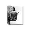 Picture of Buffalo Bill _GroupedProduct_Rectangle_Portrait_Photography _GroupedProduct_Rectangle_Portrait_Canvas_